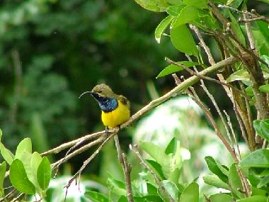 Chalet in Yungaburra (Queensland) oder Ferienwohnung oder Ferienhaus
