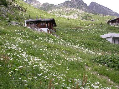 bl�hende Wiesen im Sommer