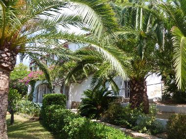 Ihr Haus umgeben vonPalmen