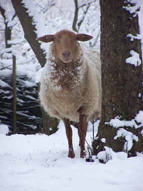 Lauter nette Tiere...