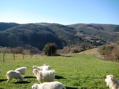 Ferienwohnung in Todi (Perugia) oder Ferienwohnung oder Ferienhaus