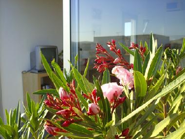 Chalet in Lajares (Fuerteventura) oder Ferienwohnung oder Ferienhaus
