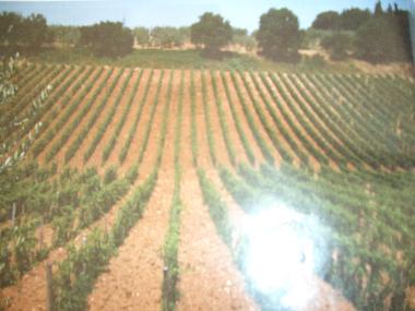 Ferienhaus in Borgo Chianti (Firenze) oder Ferienwohnung oder Ferienhaus