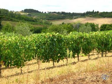 Ferienhaus in Borgo Chianti (Firenze) oder Ferienwohnung oder Ferienhaus