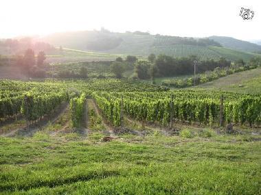 Ferienhaus in Borgo Chianti (Firenze) oder Ferienwohnung oder Ferienhaus