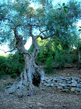 Ferienhaus in trabia (Palermo) oder Ferienwohnung oder Ferienhaus