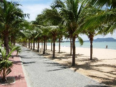 Palmen am Strand