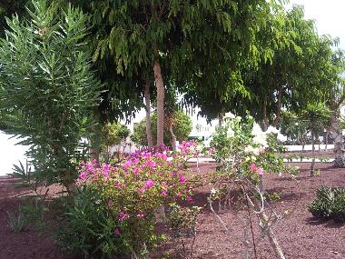 Blick von der Terrasse in den Community Garten