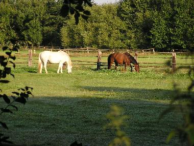Ferienhaus in Wietzendorf (Lneburger Heide) oder Ferienwohnung oder Ferienhaus