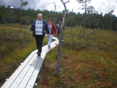 Natur pur auf gesicherten Wegen im Moor