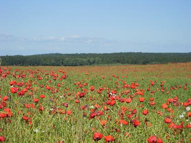 Mohnfelder Alth�ttendorf Richtung Golzow