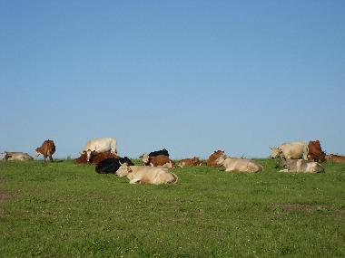 Kuhweide  Alth�ttendorf Richtung Golzow