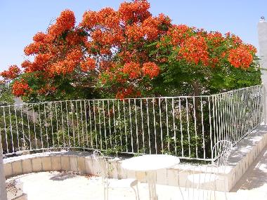 Ferienhaus in Kfar Adumim (Yerushalayim (Jerusalem)) oder Ferienwohnung oder Ferienhaus
