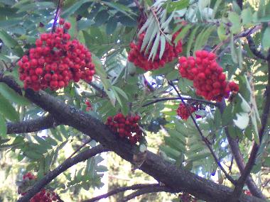 Ein Vogelbeerbaum