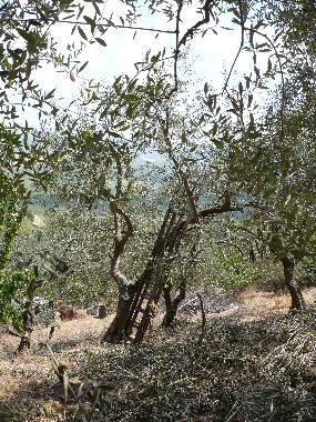 Ferienhaus in Irsina (Matera) oder Ferienwohnung oder Ferienhaus