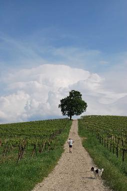 Ferienwohnung in Montecalvo Versiggia (Pavia) oder Ferienwohnung oder Ferienhaus