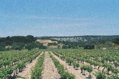 Weinberge im la Clape