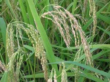 Ferienhaus in Manuksesa (Bali) oder Ferienwohnung oder Ferienhaus