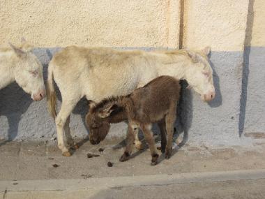 Esel auf Asinara