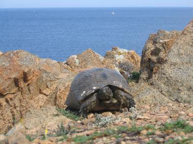 ein sch�nes Exemplar