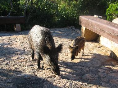 lieber Besuch im Garten