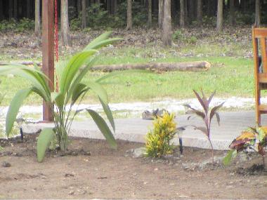 Ferienwohnung in cabo blanco (Puntarenas) oder Ferienwohnung oder Ferienhaus