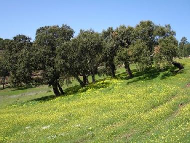 Ferienhaus in Santiago do Cacem (Alentejo Litoral) oder Ferienwohnung oder Ferienhaus