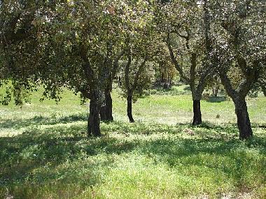 Ferienhaus in Santiago do Cacem (Alentejo Litoral) oder Ferienwohnung oder Ferienhaus