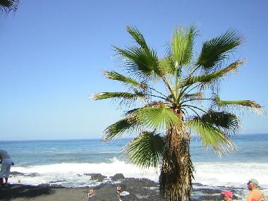 Ferienwohnung in Puerto de la Cruz (Teneriffa) oder Ferienwohnung oder Ferienhaus