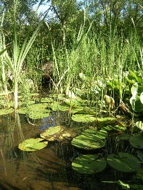Ferienhaus in SAIN BONNET DE SALERS (Cantal) oder Ferienwohnung oder Ferienhaus