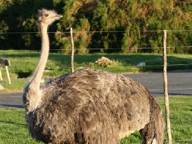 Pension in Cape Town (Western Cape) oder Ferienwohnung oder Ferienhaus