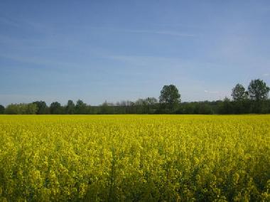 Rapsfeld in Dargun 