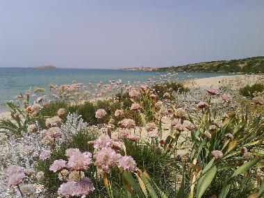 Ferienhaus in Badesi (Sassari) oder Ferienwohnung oder Ferienhaus