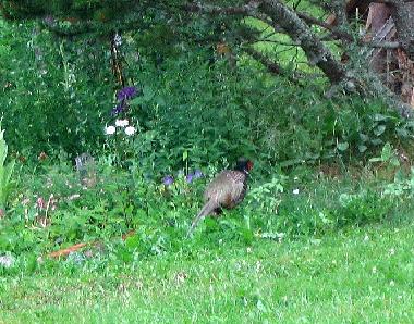 Chalet in Jokela (Etela-Suomen Laani) oder Ferienwohnung oder Ferienhaus
