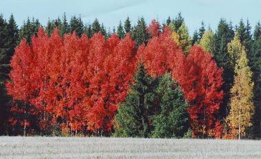 Chalet in Jokela (Etela-Suomen Laani) oder Ferienwohnung oder Ferienhaus