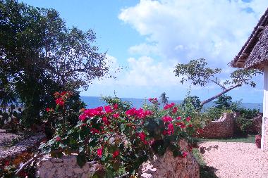 Blick aus dem Garten