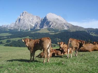 Ferienhaus in Natz (Bolzano-Bozen) oder Ferienwohnung oder Ferienhaus
