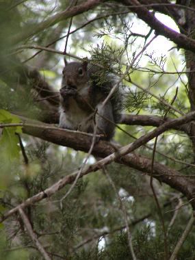 Ferienhaus in Branson (Missouri) oder Ferienwohnung oder Ferienhaus