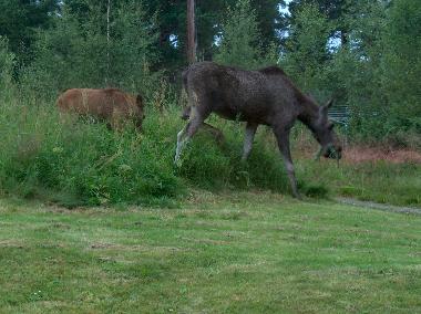 Pension in Havdal (Sor-Trondelag) oder Ferienwohnung oder Ferienhaus