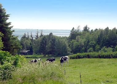 Ferienhaus in Spottrup  (Nordjylland) oder Ferienwohnung oder Ferienhaus