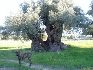 Ferienwohnung in Sciacca (Agrigento) oder Ferienwohnung oder Ferienhaus