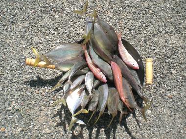 Pension in Ahangama (Kegalla) oder Ferienwohnung oder Ferienhaus