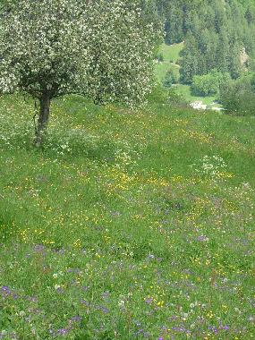 Ferienwohnung in Haute Nendaz (Nendaz) oder Ferienwohnung oder Ferienhaus
