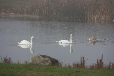 Ferienhaus in K�pingsvik (�land) oder Ferienwohnung oder Ferienhaus