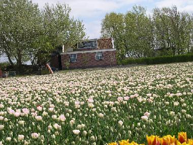 Ferienwohnung in Callantsoog (Noord-Holland) oder Ferienwohnung oder Ferienhaus