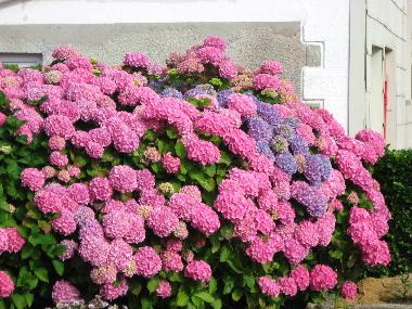 Ferienhaus in pleumeur bodou (C�tes-d