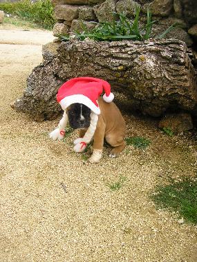 Ferienhaus in luelmo (Zamora) oder Ferienwohnung oder Ferienhaus