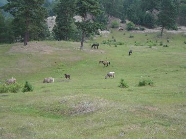 Ferienhaus in Bisoca (Buzau) oder Ferienwohnung oder Ferienhaus