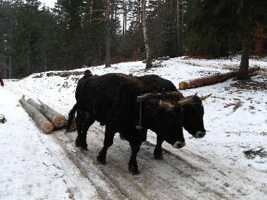 Ferienhaus in Bisoca (Buzau) oder Ferienwohnung oder Ferienhaus