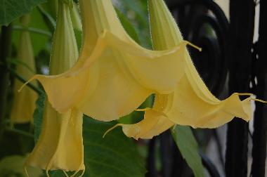 Pension in Budapest (Budapest) oder Ferienwohnung oder Ferienhaus